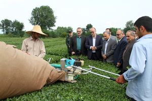 بخشی از مطالبات چایکاران واریز شد