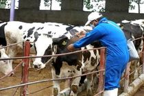 دومین مرحله واکسیناسیون تب برفکی دام سنگین در هرمزگان آغاز شد