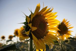 برداشت سریع و کم هزینه «آفتابگردان آجیلی» از 1500 هکتار از مزارع کشور