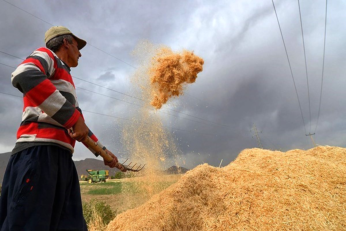 جو و ذرت ایران