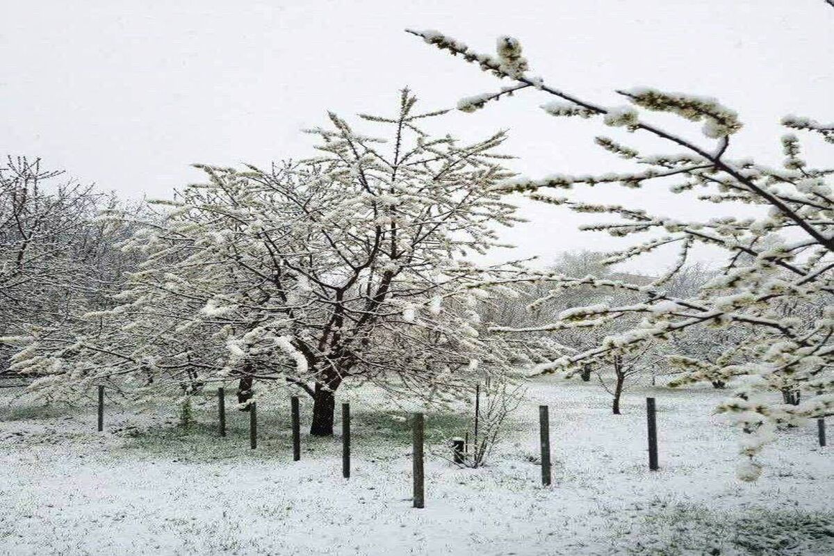 بارش برف بهاری در بخش کجور مازندران