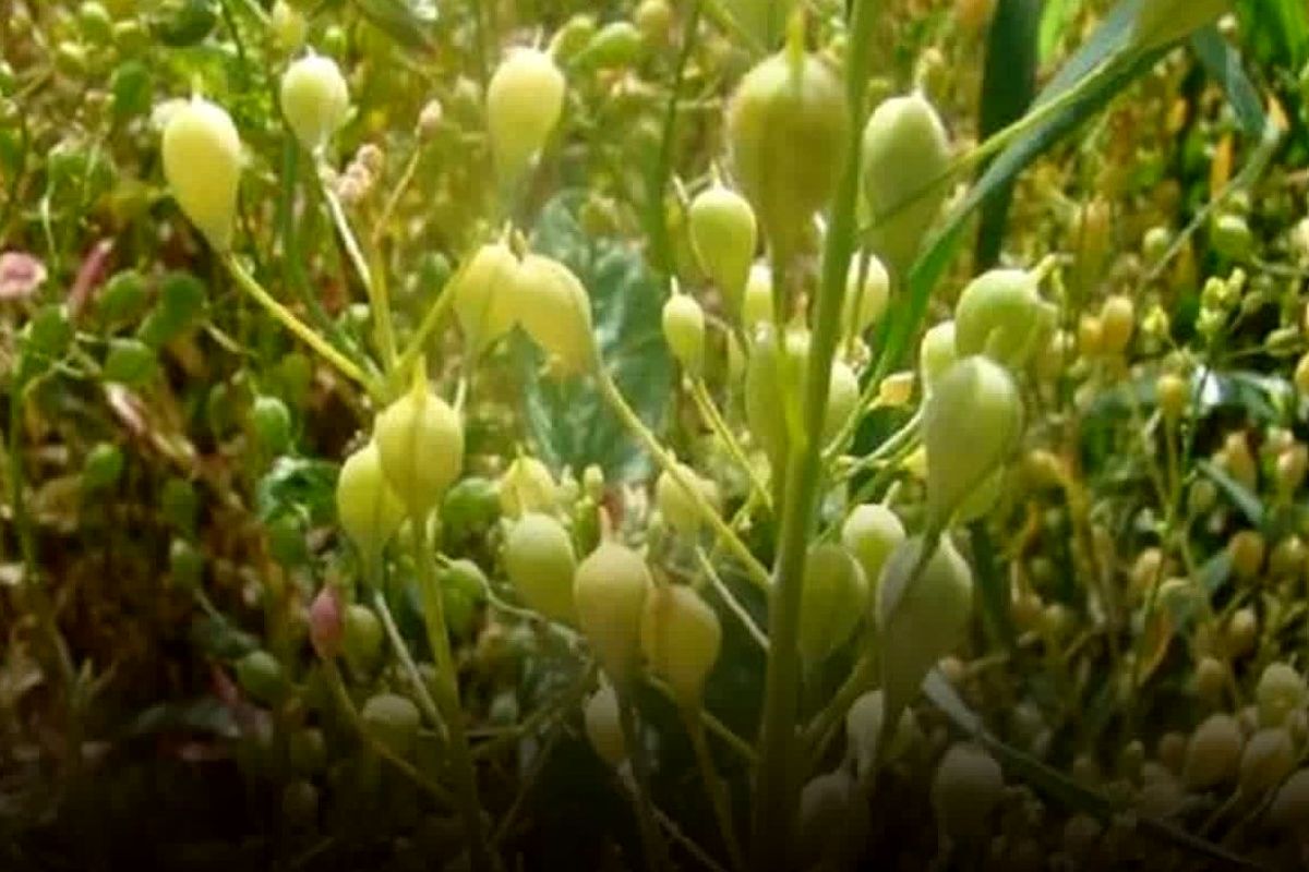 جهاد قزوین (2)