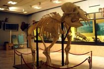 بازدید از موزه تنوع زیستی اول خرداد رایگان است