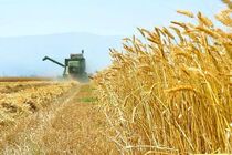 خرید گندم از 6 میلیـون تـن  عبور کرد