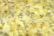 توقیف محموله یکصد هزار قطعه جوجه یک روزه در مرز بانه