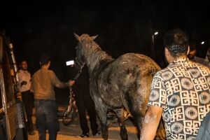 اسب گرفتار از چاه ۱۵ متری زنده بیرون کشیده شد
