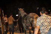 اسب گرفتار از چاه ۱۵ متری زنده بیرون کشیده شد