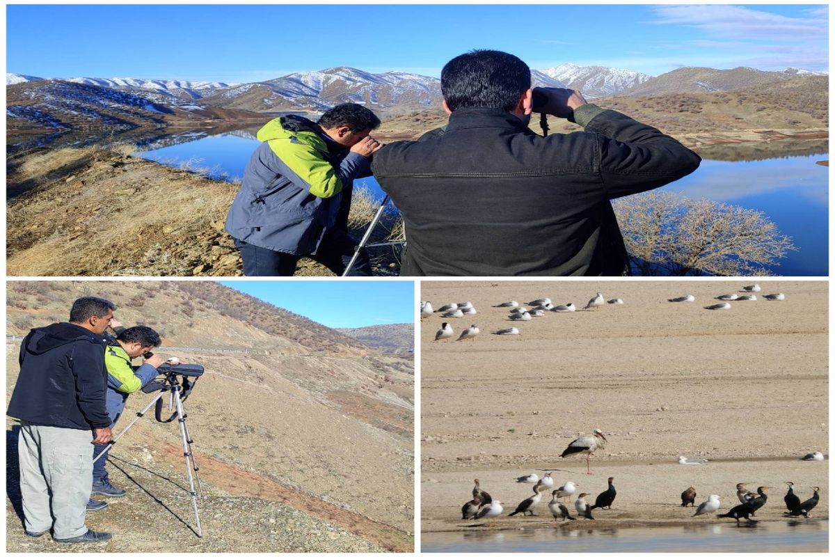 سرشماری پرندگان 