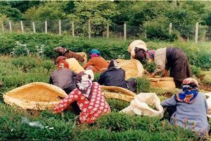 بیش از ۶۵۰۰ اصله نهال گیاهان دارویی در سوادکوه شمالی توزیع شد