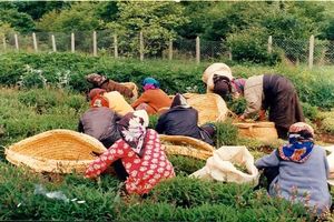 بیش از ۶۵۰۰ اصله نهال گیاهان دارویی در سوادکوه شمالی توزیع شد