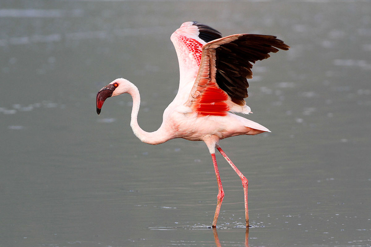 فلامینگو