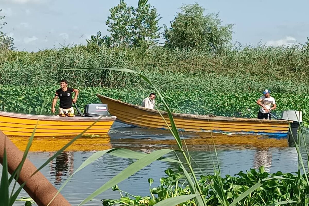 مهاجم سنبل آبی 