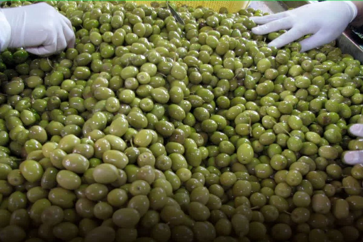 جهاد قزوین (2)