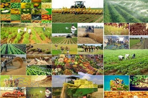 چالش آب جدی است، طرح آمایش کشاورزی کرمانشاه مدیریت کنید