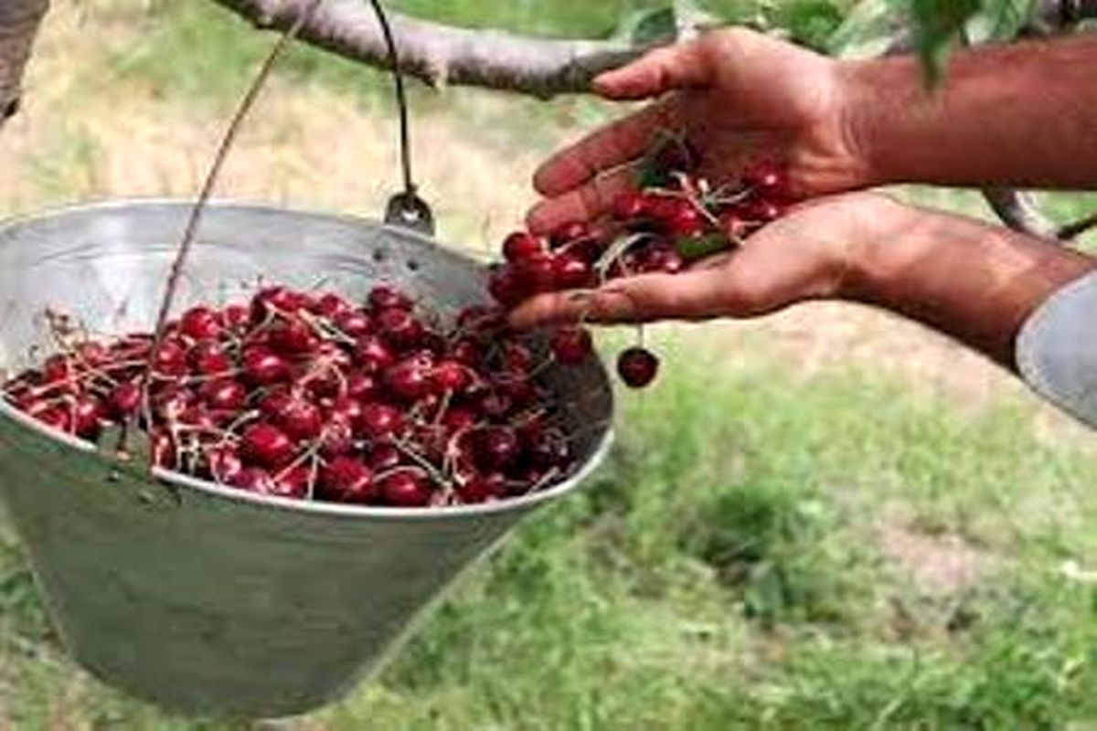گیلاس