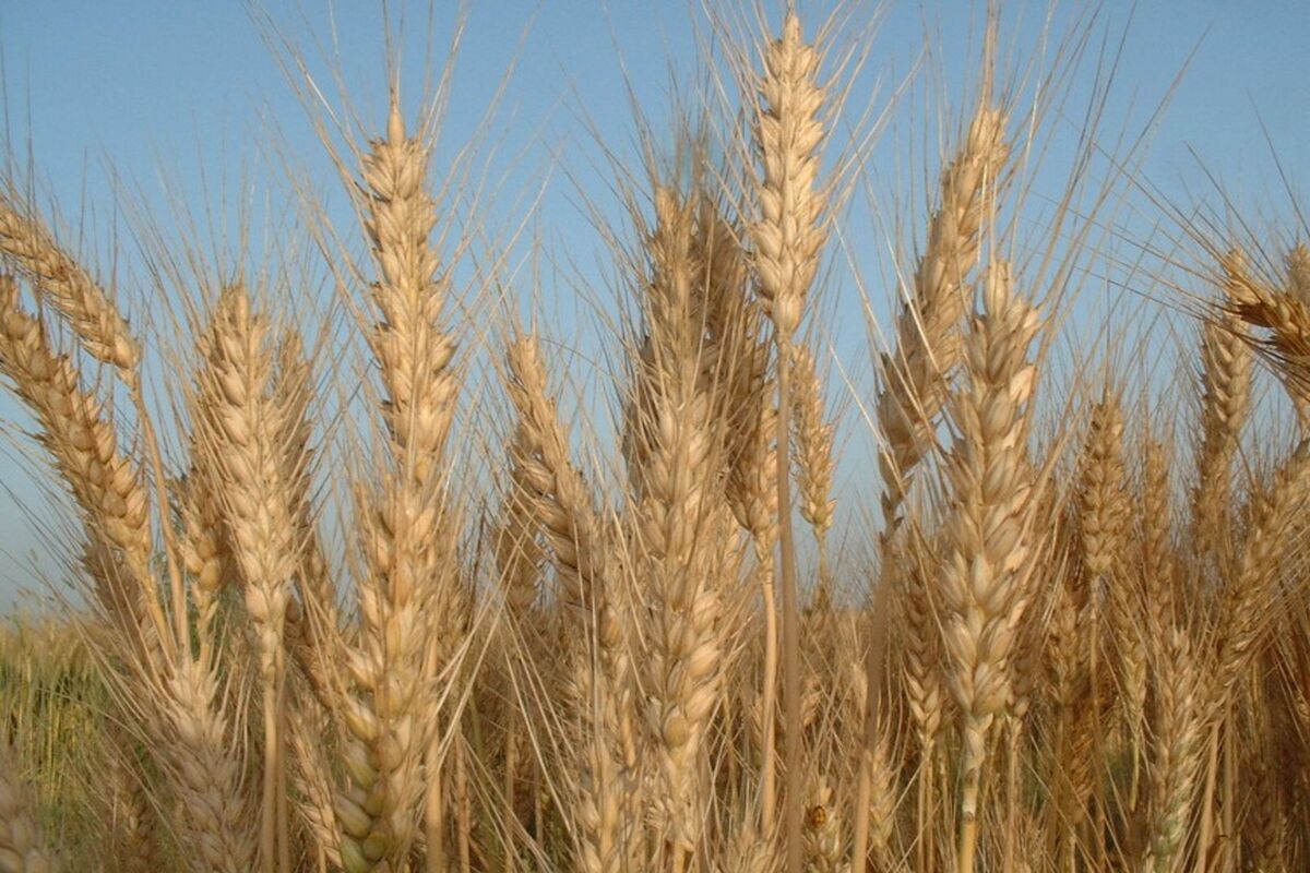 تولیدات کشاورزی