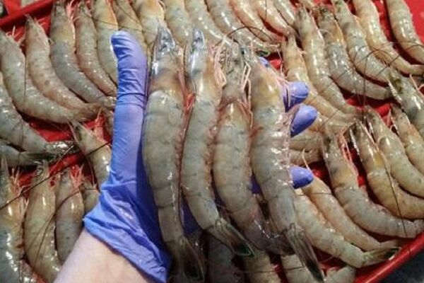 تجارت ۲ میلیارد دلاری کشاورزی ایران و روسیه در نیمه اول ۲۰۲۶