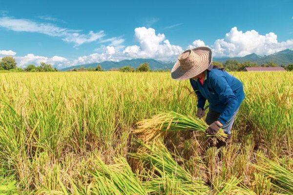 تولید برنج در کره‌جنوبی کاهش یافت