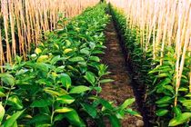 تولید سالانه 5 میلیون اصله نهال درختان مثمر در اصفهان