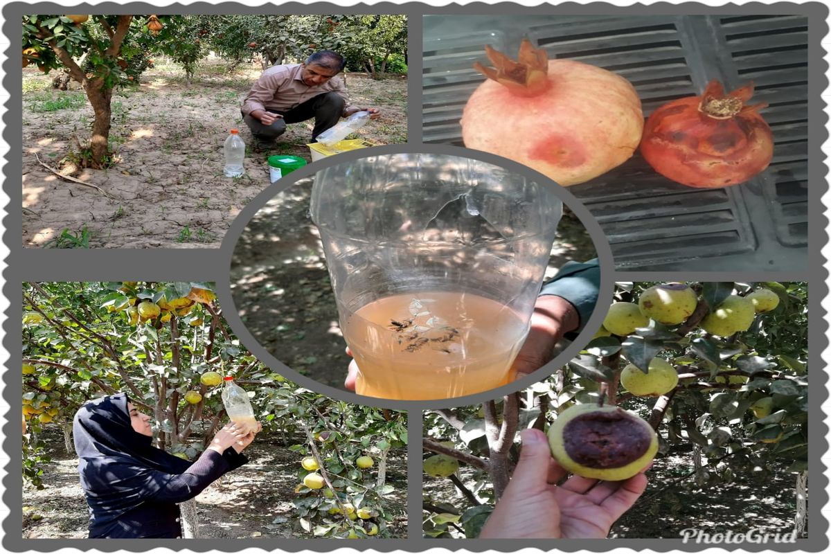 مگس میوه مدیترانه ای