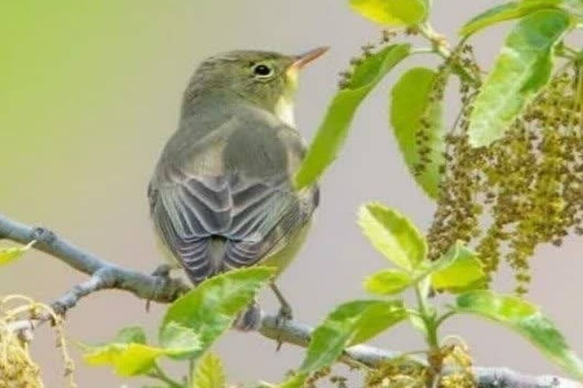 پرنده