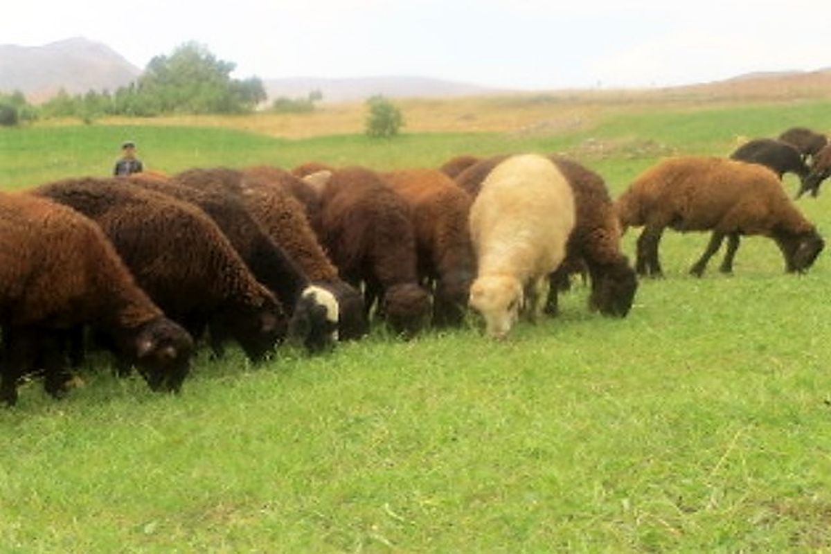 گوشت بره نر