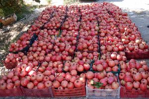 میوه های نوبرانه پاییزی از 4 روز دیگر در بازار/دلال ها نمی گذارند قیمت واقعی پیاز مشخص شود