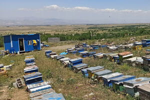 آذربایجان‌شرقی در جایگاه نخست زنبورستان‌های کشور