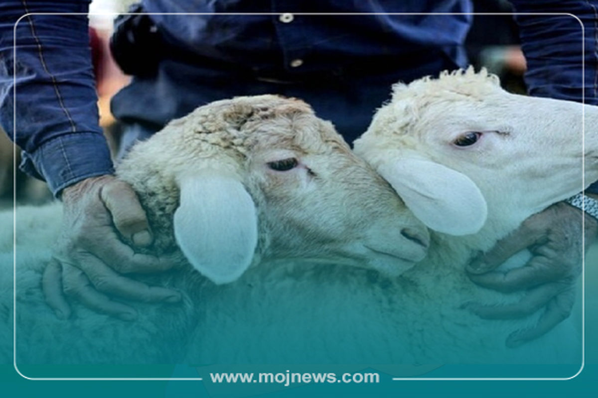 کاور ذبح دام موج copy