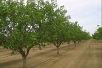 طرح اصلاح باغات هرمزگان در میناب اجرایی می شود