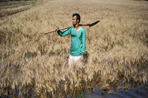 کشاورزان خراسان رضوی خسارت دیدند