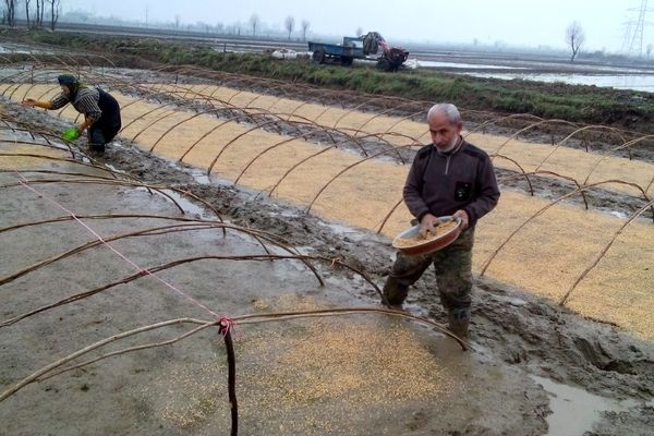 بذرپاشی ۳۸۰۰۰ هکتار از اراضی شالیزاری آمل