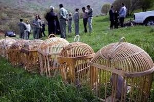 کشف و ضبط 12 قطعه کبک در هرسین