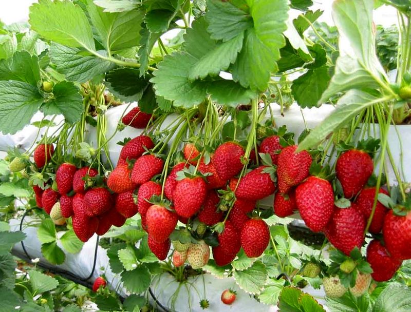 برداشت 401 تن توت فرنگی از سوی باغداران گیلانی