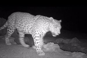 ثبت تصویر پلنگ ایرانی برای نخستین‌بار در پارک ملی قطرویه