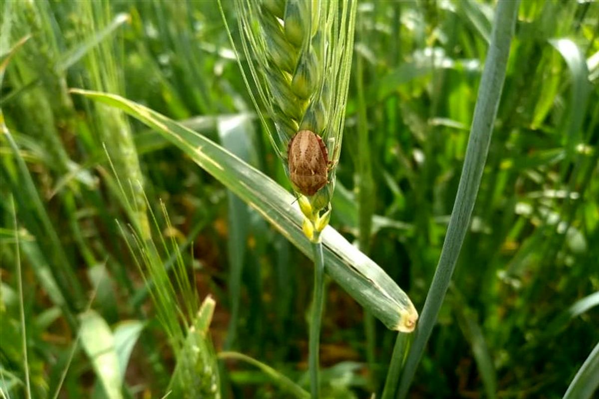 آفت سن گندم