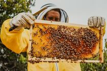 The size of Iran's annual honey export declared