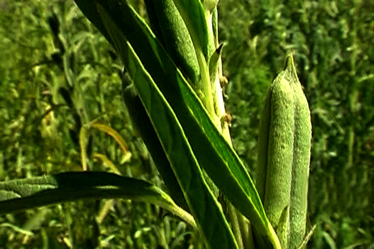 دانه روغنی کنجد