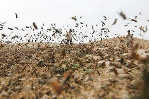 احتمال هجوم ملخ صحرایی به بوشهر، هرمزگان و سیستان و بلوچستان