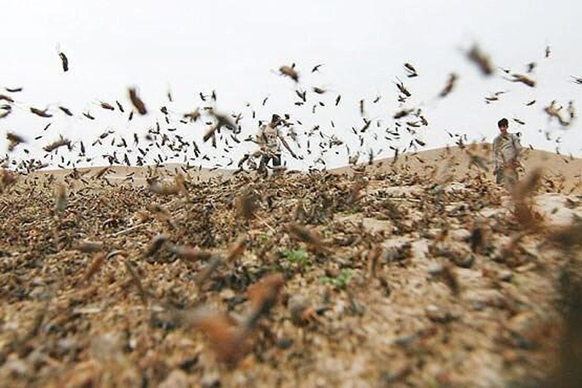 ملخ صحرایی