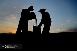 برداشت گندم در شهرستان اهر