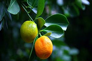 برداشت مرکبات در گیلان آغاز شد