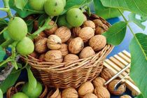 عجب‌شیر و مراغه، قطب تولید گردو در آذربایجان‌شرقی