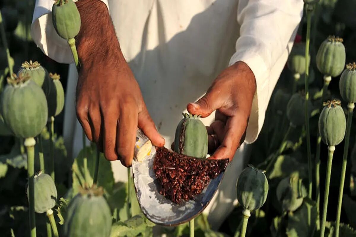 تریاک مورد نیاز داروسازی