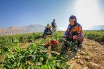 ایجاد بازار دیجیتال تعاونی‌ها؛ گامی مؤثر در عرضه مستقیم تولیدات روستایی به بازار