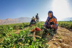 ایجاد بازار دیجیتال تعاونی‌ها؛ گامی مؤثر در عرضه مستقیم تولیدات روستایی به بازار