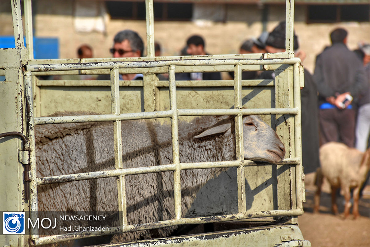 بازار عرضه بهداشتی دام در اردبیل