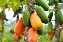 مزرعه میوه‌های استوایی با مشارکت اسپانیایی‌ها در هرمزگان احداث می‌شود
