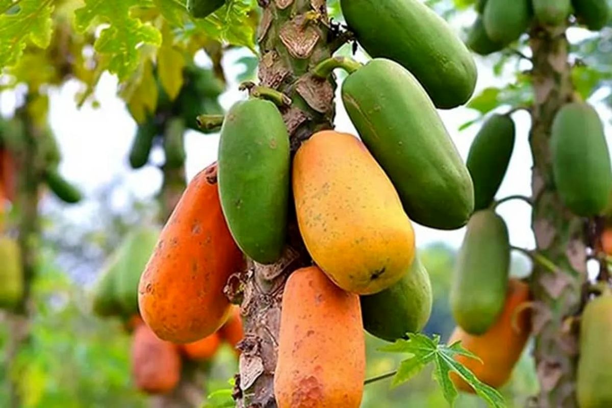 میوه های استوایی