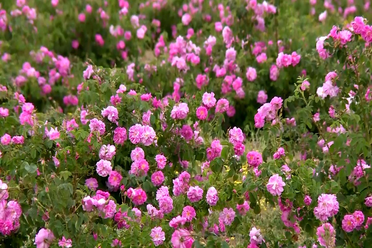 جشنواره گل و گلاب